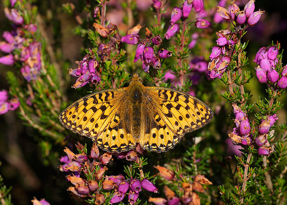 Dark Green fritillary Argynnis aglaja