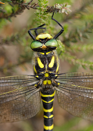 Golden-ringed Dragonfly Cordulegaster boltonii