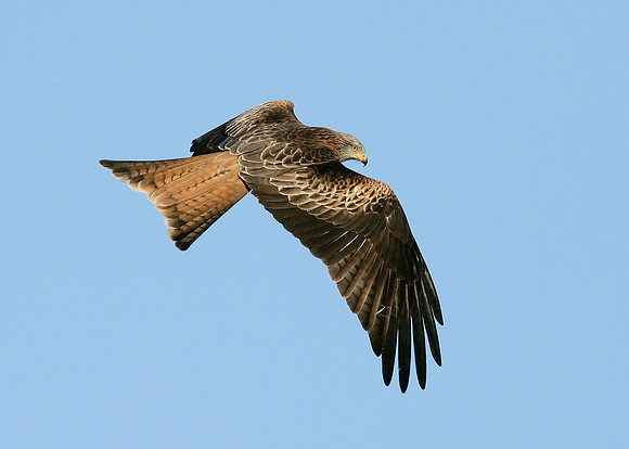 Red Kite Milvus milvus