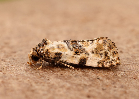 49.138 BF964a Neocochylis molliculana