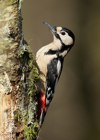 Great Spotted Woodpecker Dendrocopus major