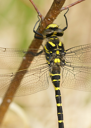 Golden-ringed Dragonfly Cordulegaster boltonii