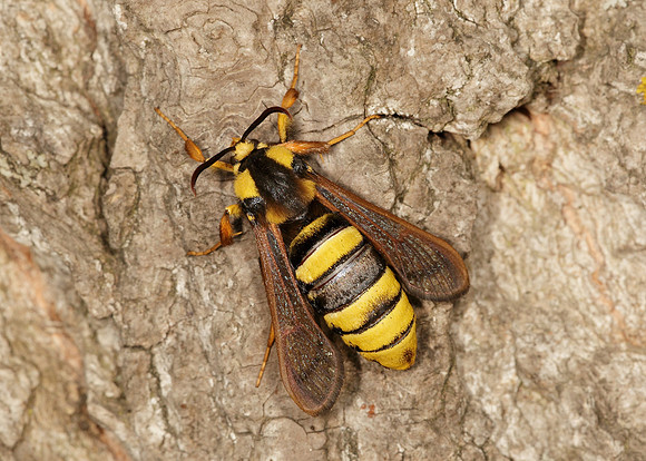 52.002 BF0370 Hornet Moth Sesia apiformis