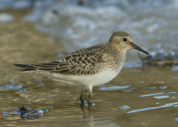 Bairds Sandpiper Calidris bairdii