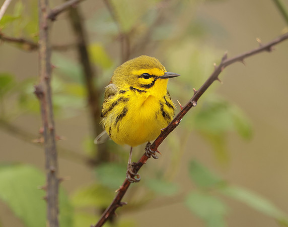 Prairie Warbler Setophaga discolor