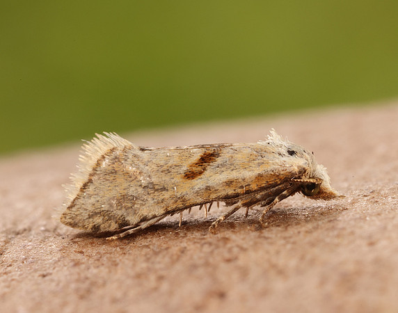 49.097 BF936 Cochylimorpha straminea