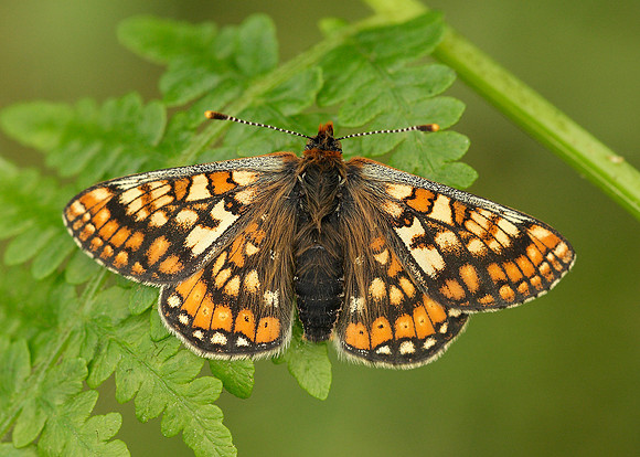 Marsh Fritillary Euphydryas aurinia