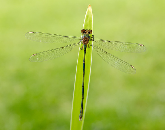 Willow Emerald Chalcolestes viridis