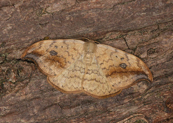 65.005 BF1648 Pebble Hook-tip Drepana falcataria falcataria