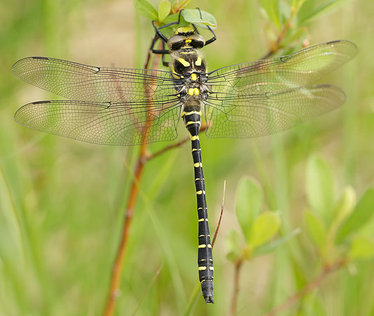 Golden-ringed Dragonfly Cordulegaster boltonii
