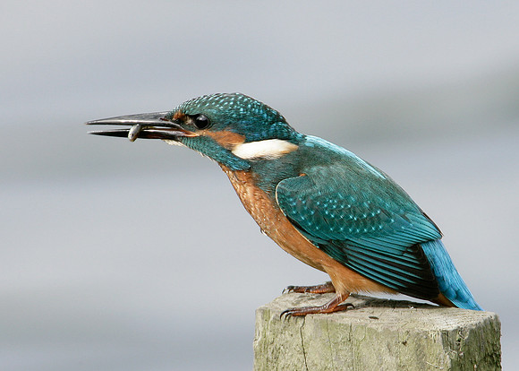 Kingfisher Alcedo atthis