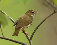 Ovenbird Seiurus aurocapilla