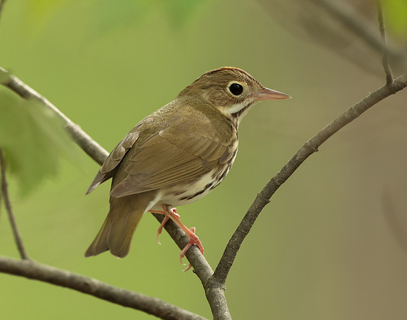 Ovenbird Seiurus aurocapilla