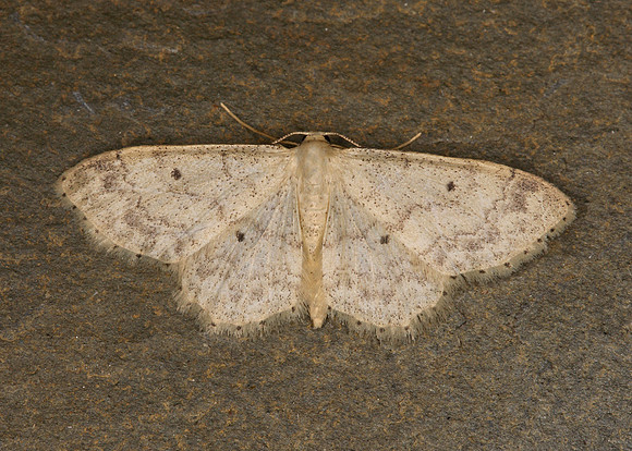 70.013 BF1702 Small Fan-footed Wave Idaea biselata