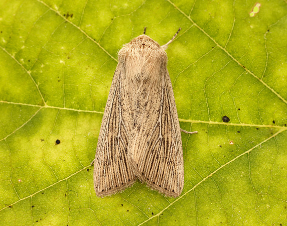 73.302 BF2204 Obscure Wainscot Leucania obsoleta