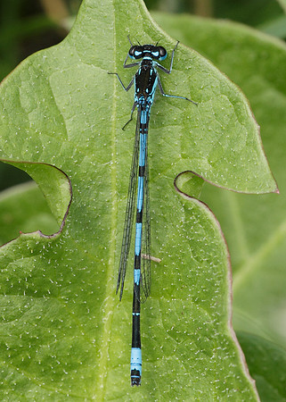 Variable Damselfly Coenagrion pulchellum