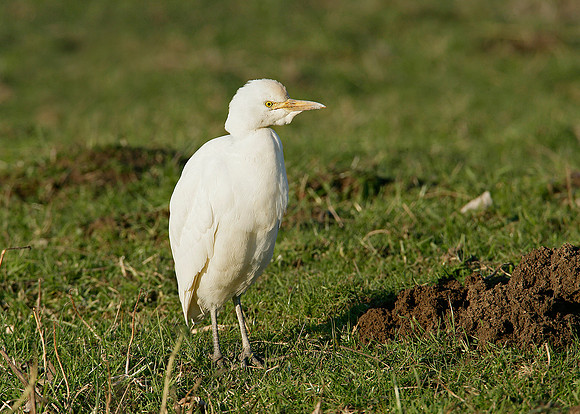 Cattle Egret Bubulcus ibis