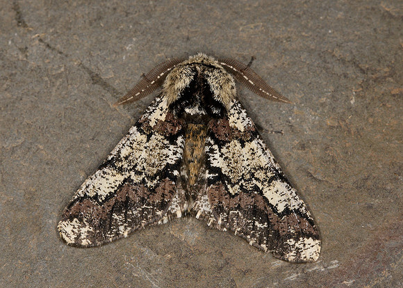 70.251 BF1930 Oak Beauty Biston strataria