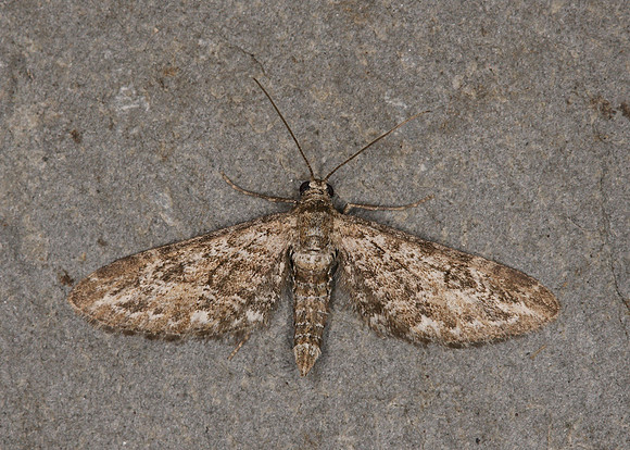 70.168 BF1846 Narrow-winged Pug Eupithecia nanata