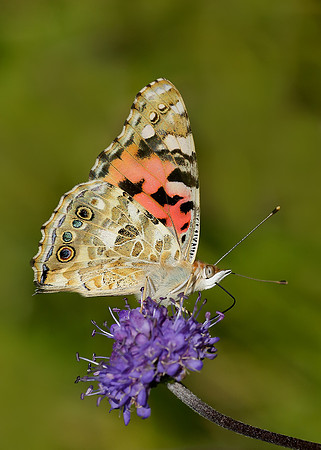 Painted Lady Vanessa cardui