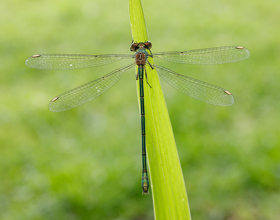 Willow Emerald Chalcolestes viridis