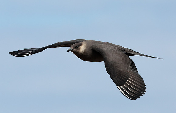 Arctic Skua Stercorarius parasiticus