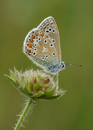 Common Blue Polyommatus icarus
