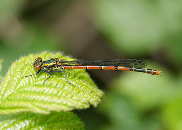 Large Red Damselfly Pyrrhosoma nymphula