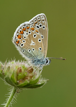 Common Blue Polyommatus icarus