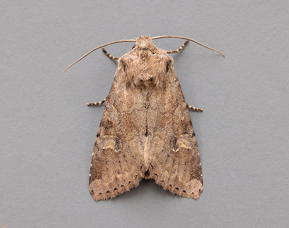 73.158 BF2334 Rustic Shoulder-knot Apamea sordens