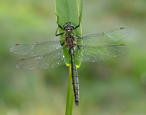 Brilliant Emerald Somatochlora metallica