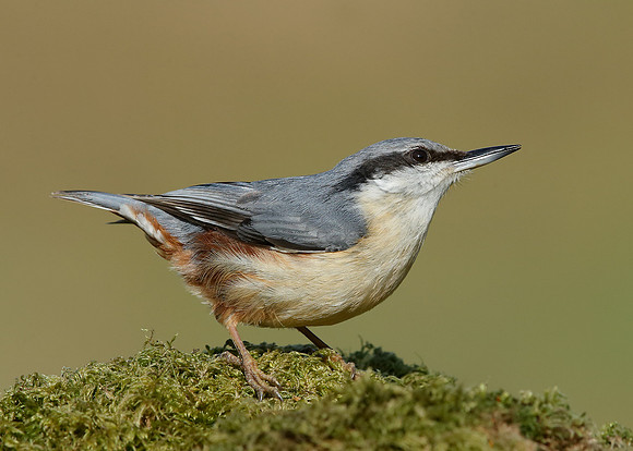 Nuthatch Sitta europaea