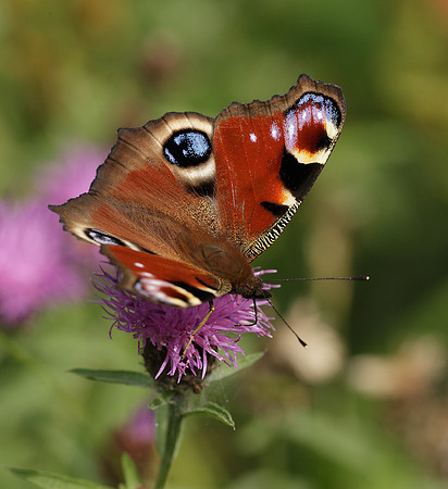 Peacock Inachis io
