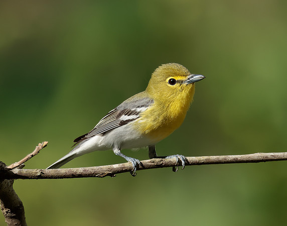 Yellow-throated Vireo Vireo flavifrons