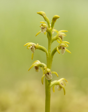 Coralroot Orchid Corallorhiza trifida