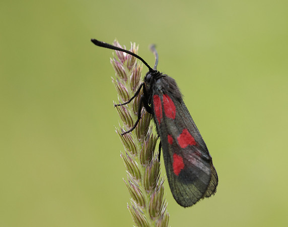 54.007 BF168 New Forest Burnet Zygaena viciae