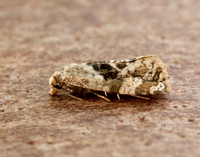 49.101 BF926 Phalonidia manniana