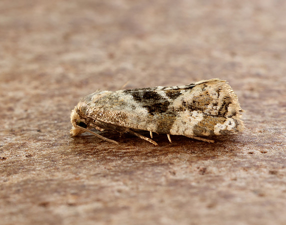49.101 BF926 Phalonidia manniana