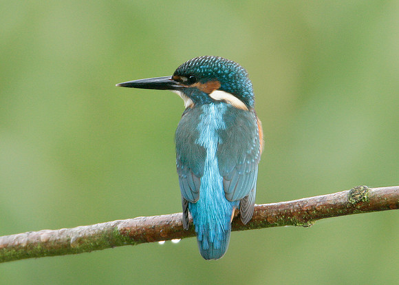 Kingfisher Alcedo atthis
