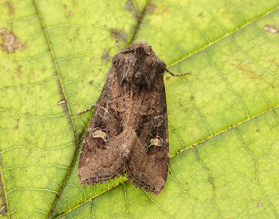 73.119 BF2368 Crescent Helotropha leucostigma
