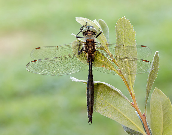 Northern Emerald Somatochlora arctica
