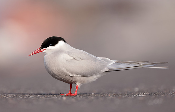 Arctic Tern Sterna paradisaea