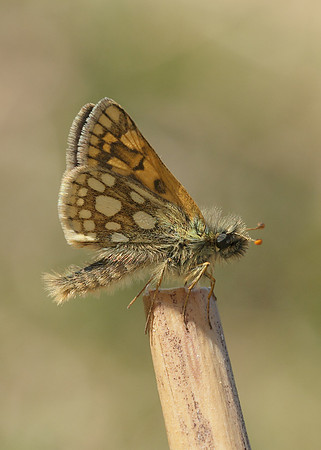 Chequered Skipper Carterocephalus palaemon