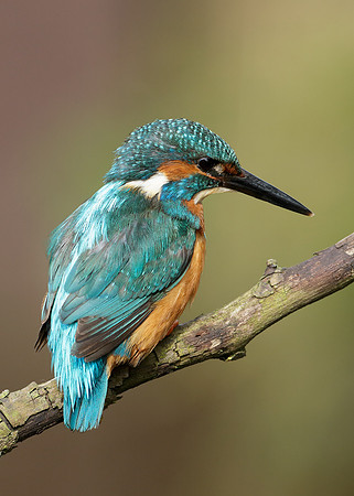 Kingfisher Alcedo atthis
