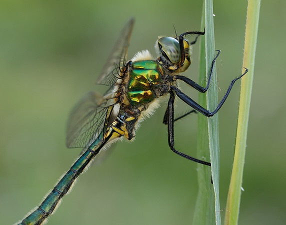 Brilliant Emerald Somatochlora metallica
