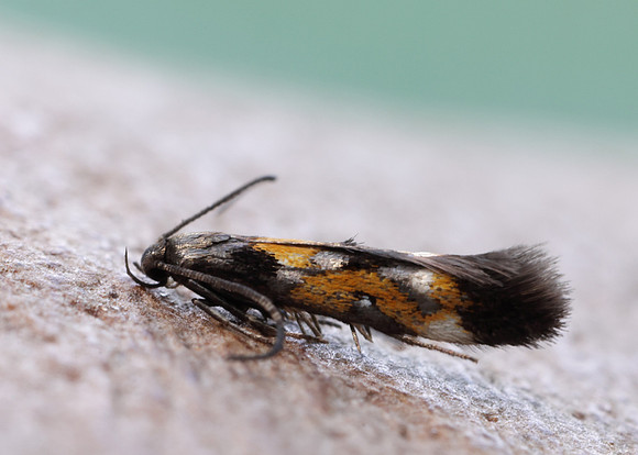 40.013 BF882 Mompha locupletella