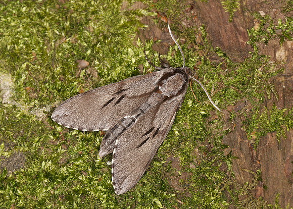 69.007 BF1978 Pine Hawk-moth Hyloicus pinastri