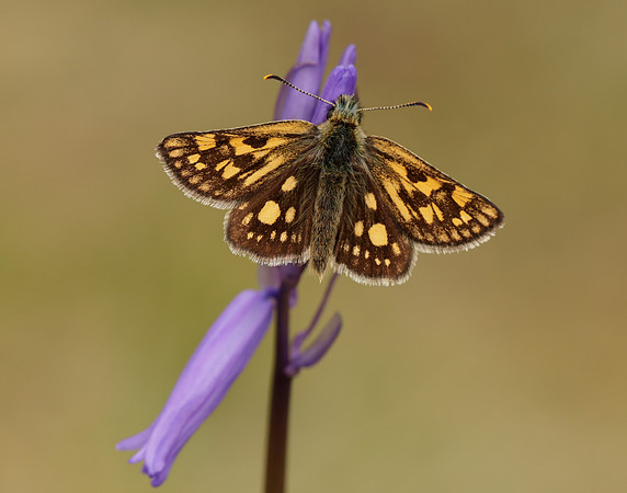 Chequered Skipper Carterocephalus palaemon