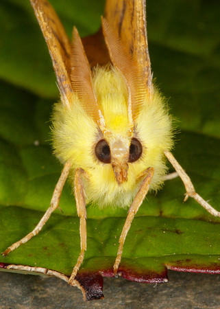 70.234 BF1913 Canary-shouldered Thorn Ennomos alniaria