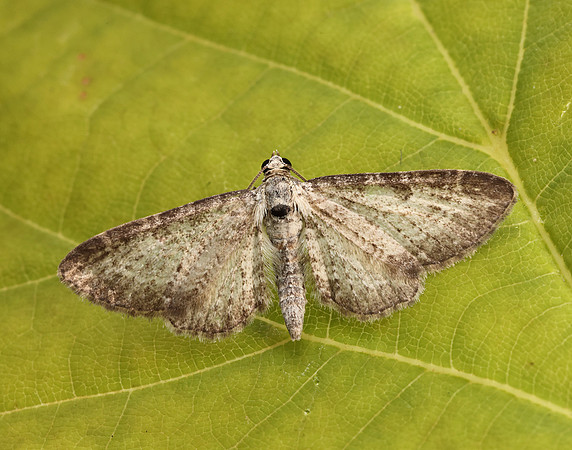 70.189 BF1840 Shaded Pug Eupithecia subumbrata